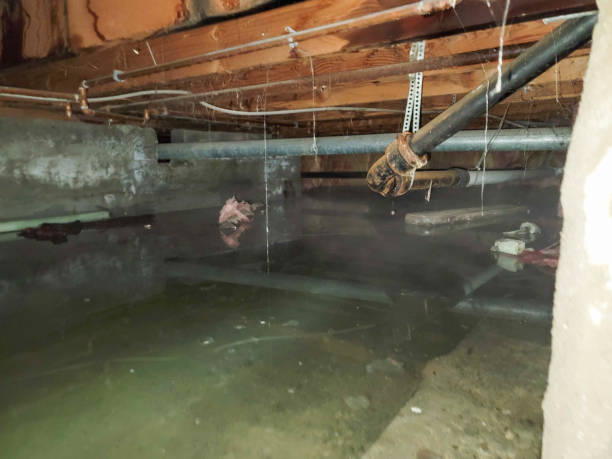 Best Sewage cleanup and water damage restoration  in Bethalto, IL